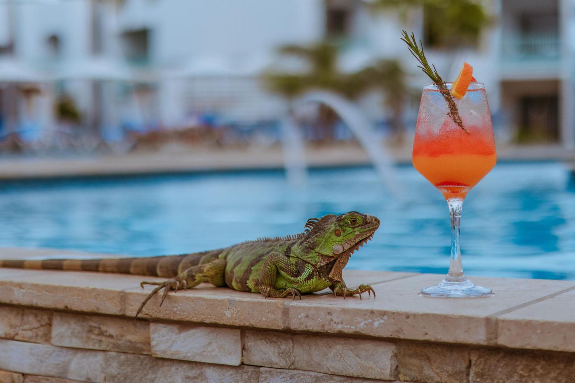 The Mill Resort And Suites Palm Beach Buitenkant foto